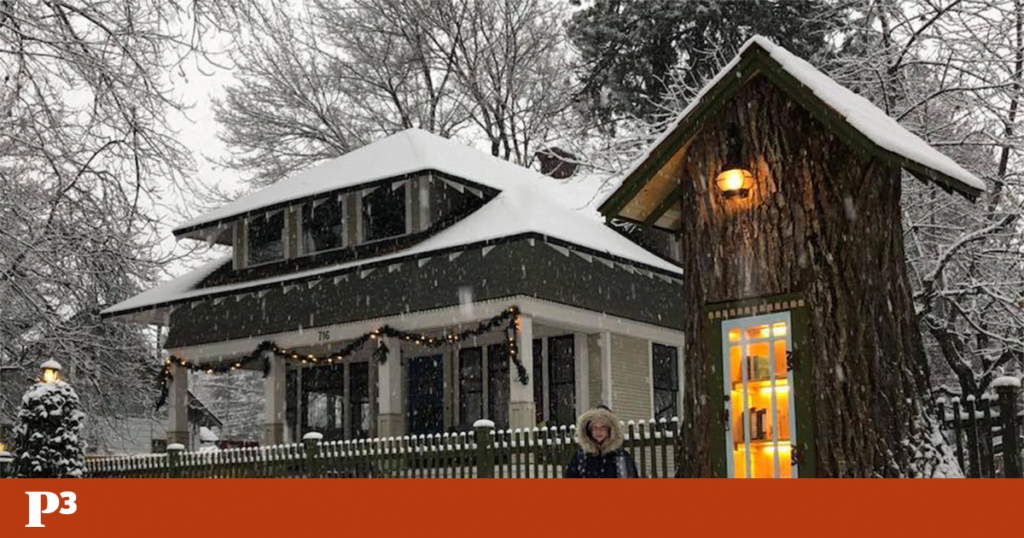 Esta árvore deixou de dar sombra — e começou a dar livros