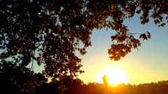 “À sombra das suas folhas dispostas em ‘mosaico’, iluminadas no Outono numa dive…