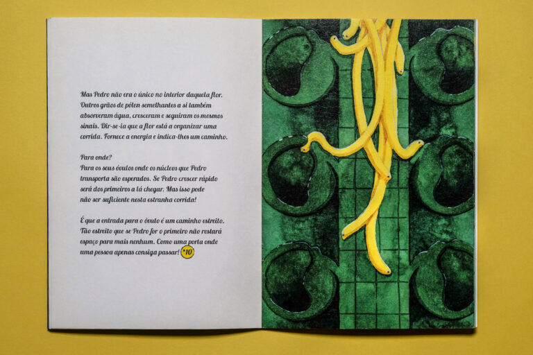 miolo pedro grao polen